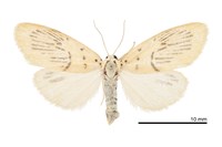 藏品(花蓮痣苔蛾)的圖片